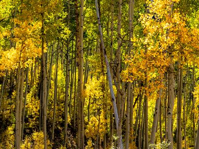 Owl Creek Pass Aspen Grove Panorama (click for full width)