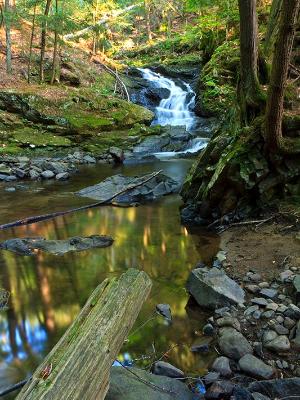 Aidrondacks Forest Reflection