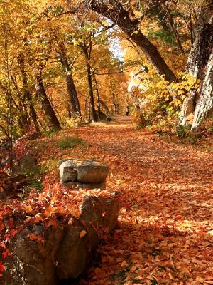 Autumn Carriage Road