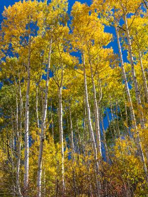 Tall Aspen Grove in Sunshine