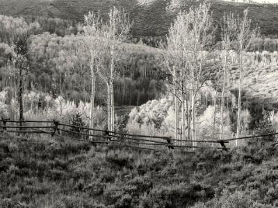Aspen Ridge and Wooden Fence B&W
