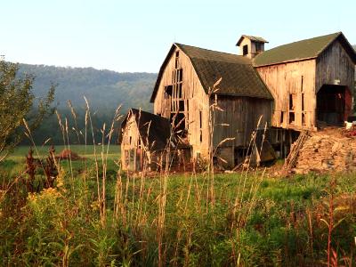 Barkaboom Barn and Wheat