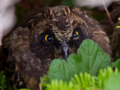 Young Great Horned Owl