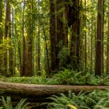 Ewok Redwood Forest