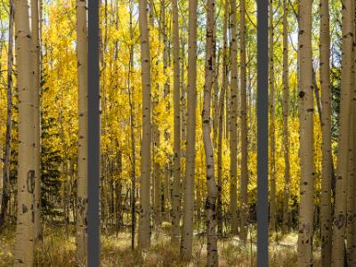 Aspen Forest Panorama (Click for full width)