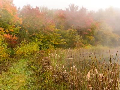 Foggy Morning on Snake Pond
