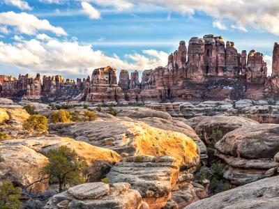 Juniper Trees and Needles at Elephant Canyon