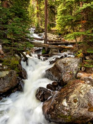 Calypso Cascades and Quiet Forest