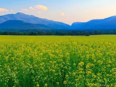 Canola Fields Adirondacks Panorama (Click for full width)