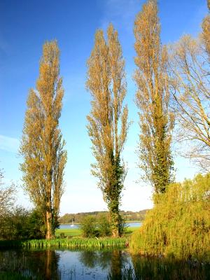 Tall Poplars