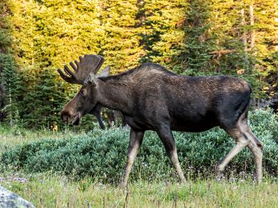 Long Lake Moose and Wildflowers