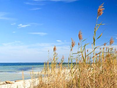 Santa Rosa Island Sea Oats