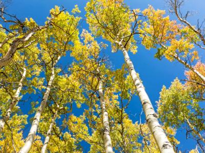 Colorful Aspen Leaves against Blue Sky