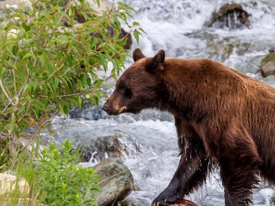 Black Bear in Windy Creek
