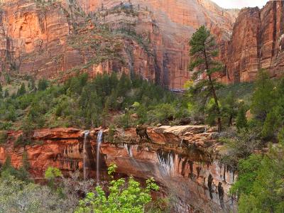 Forest Canyon Waterfalls