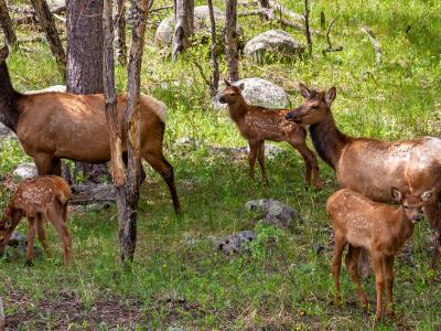 Elk Playdate