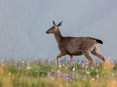 Deer on Mountain Meadow