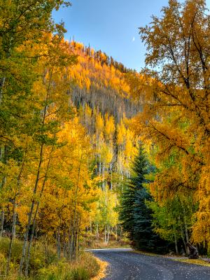 Vail Autumn WInding Road