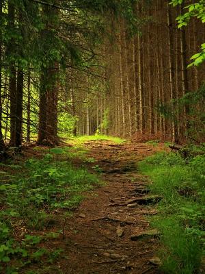 Fir Tree Path