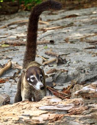 White-Nosed Coati with Long Tail