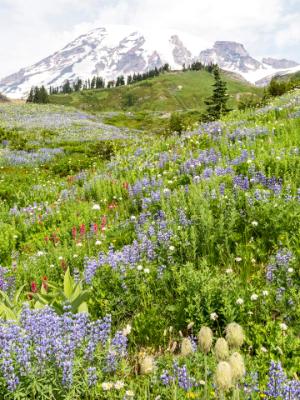 Pasqueflowers, Lupine and Magenta Paintbrush