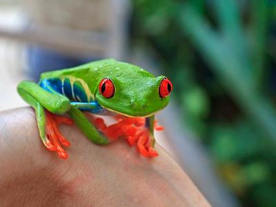 Red Eyed Tree Frog