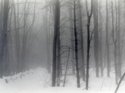 Vermont Snowy Woods