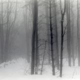 Vermont Snowy Woods