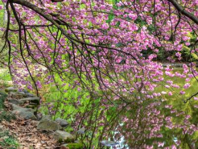 Green and Pink Reflections