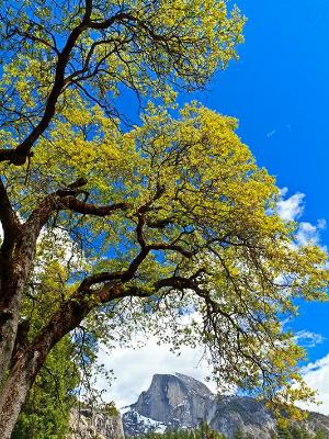 Black Oak & Half Dome