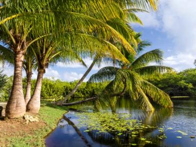 Palm Trees Taking a Dip