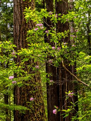 Redwood Trunks and Rhododendrons Blooms