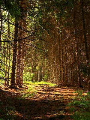 Sunlight Through Fir Trees