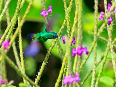 Hovering Steely-Vented Hummingbird