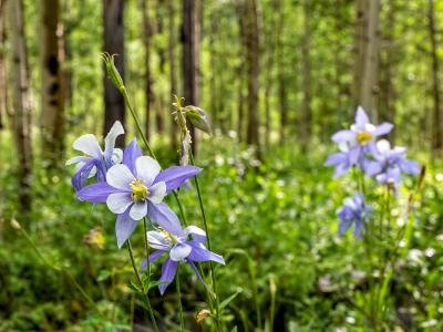 Colorado Columbines and Aspen Forest