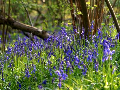 Bluebell woods