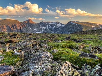 Trail Ridge Tundra Wildflowers